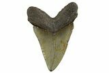 Fossil Megalodon Tooth - North Carolina #340841-2
